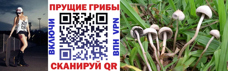 Галлюциногенные грибы Magic Shrooms  Купить закладки  Хадыженск 